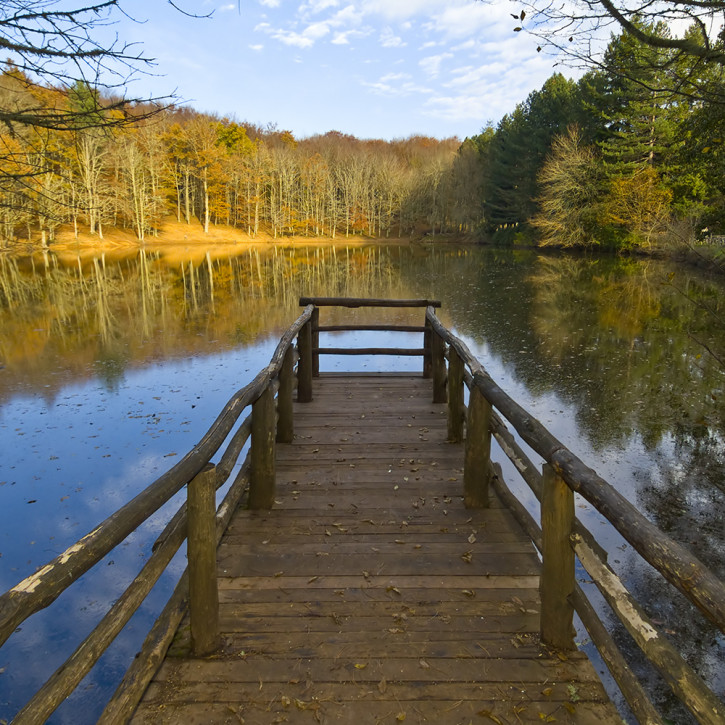 pontile foresta umbra