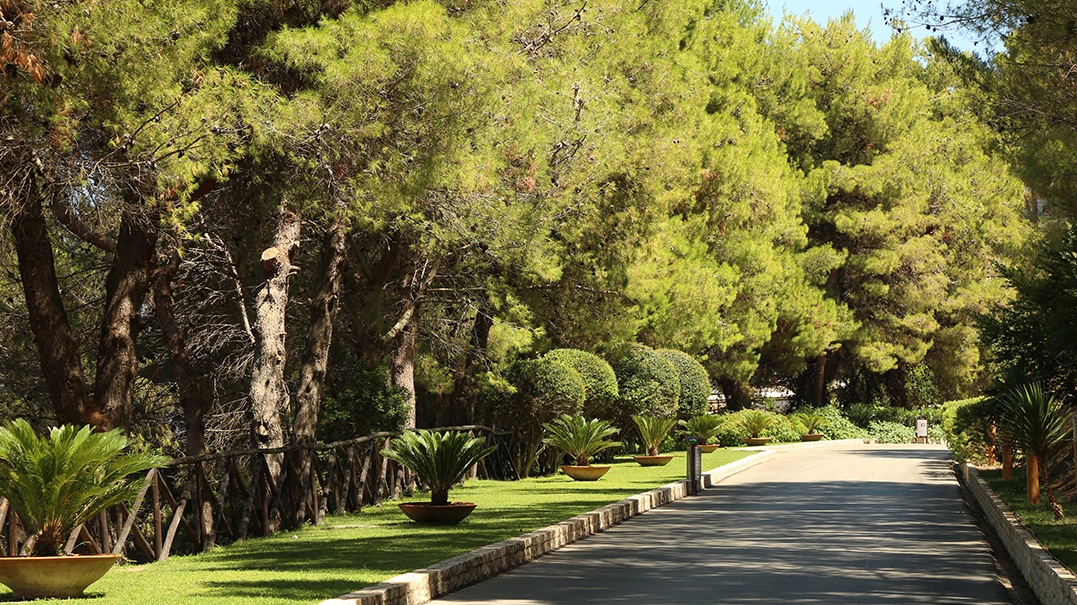 verde nel villaggio di pugnochiuso