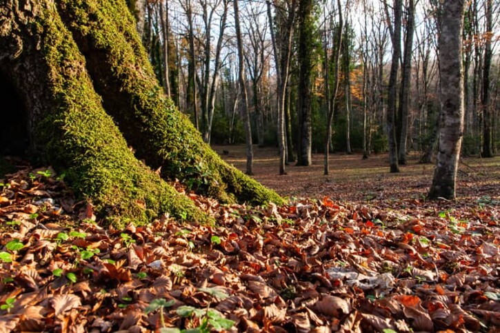 gargano autunno