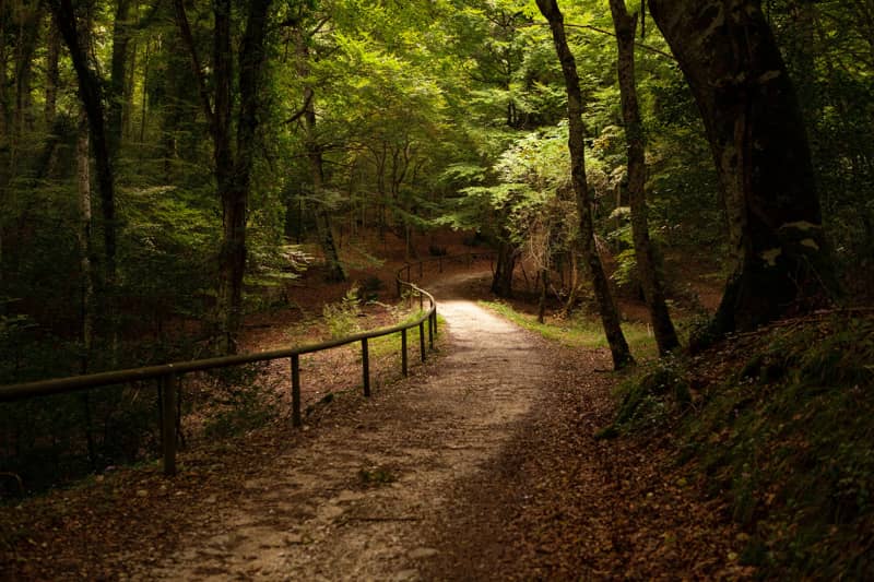 sentiero frassino gargano