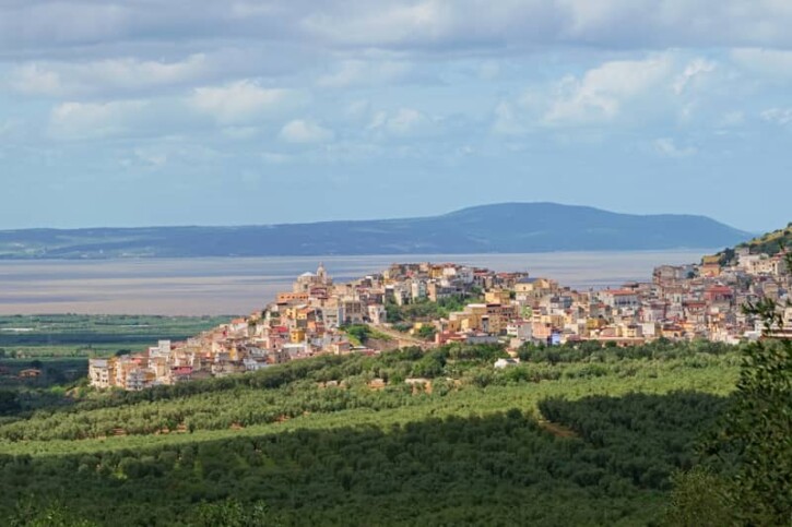 carpino