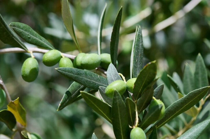 olio gargano